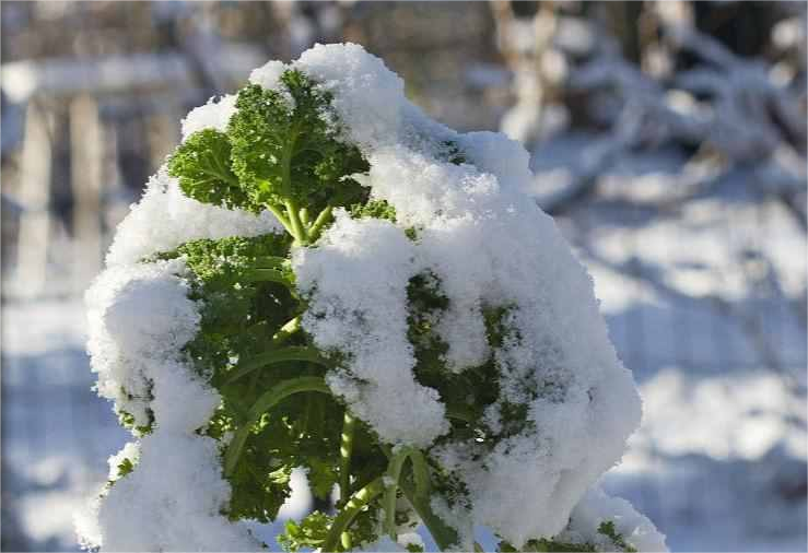 尚干閩菜課堂十四期｜大雪時(shí)節(jié)冬漸濃，何不來道雪里紅？